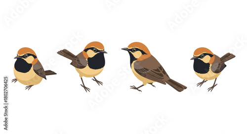 Colorful flat style birds on white background with detailed feathers and realistic poses