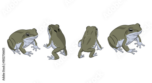 Realistic frog in multiple poses on white background