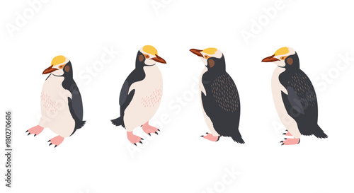 Flat style yellow-eyed penguins facing different directions on white background