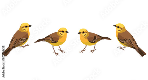 Colorful songbird collection on white background