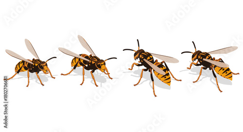 Detailed hornet illustrations in various poses on white background