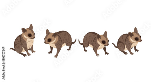 Cute cartoon pygmy possum set with four different poses