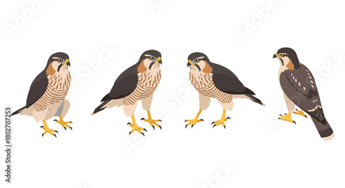 Set of stylized falcon birds in various poses on white background