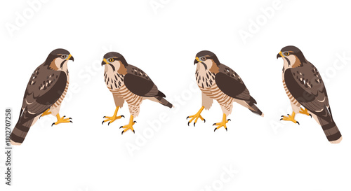 Realistic falcon birds set against white background: side view and profile