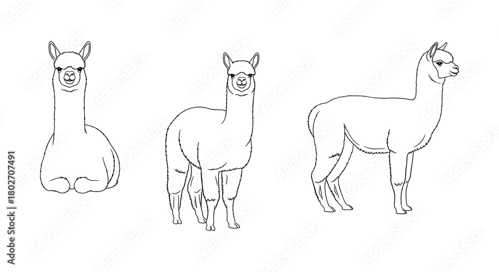 Obraz premium Line art alpaca trio: front, side, and sitting views of cute animals