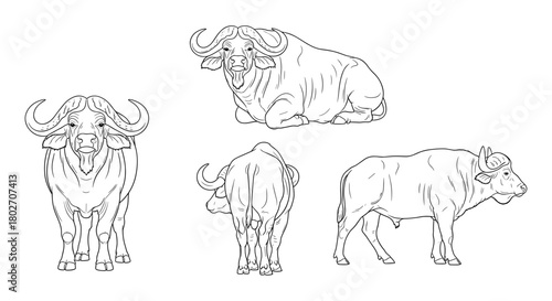 Buffalo line art collection: various poses and perspectives