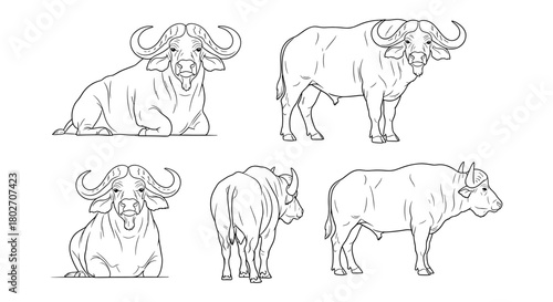 Linear drawings of buffalo in various poses highlighting unique features