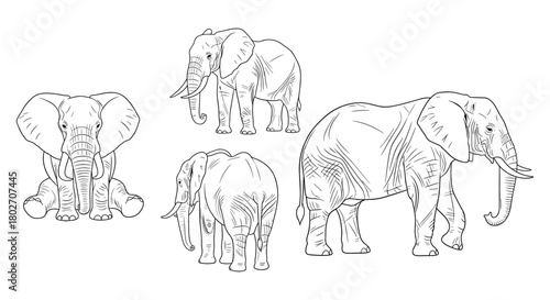 Elegant elephant sketch set featuring four poses with detailed line art