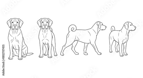 Linear dog sketch collection: front, side, and back views for design projects