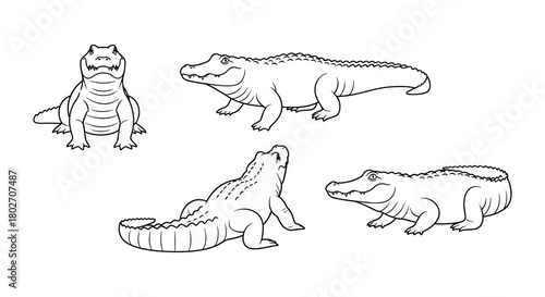 Linear crocodile sketches: four detailed black and white reptile designs