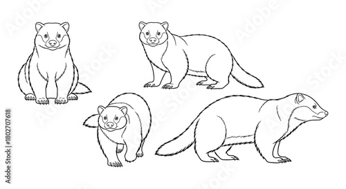 Set of black and white ferret sketches in various poses for coloring
