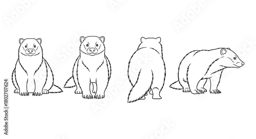 Wolverine animal line art set with front, side, and rear views