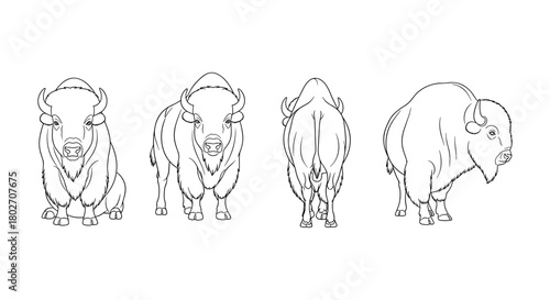 Bison line art collection: front, side, rear views of powerful animals