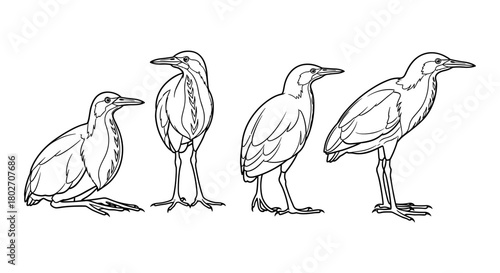 Heron line art collection: four poses of herons in outline style