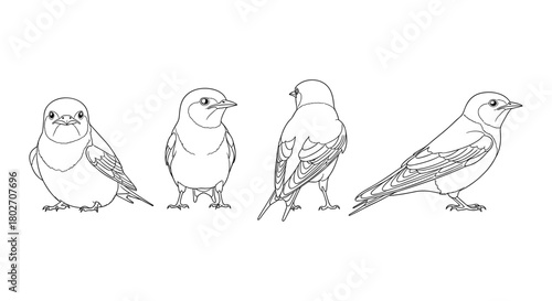 Detailed line art of bird in various poses for ornithology and design