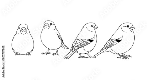 Bird line art: finch evolution from simple outline to detailed illustration