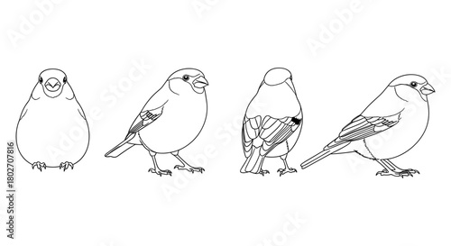 Bird outline collection: detailed line art of four bird perspectives in minimalist style