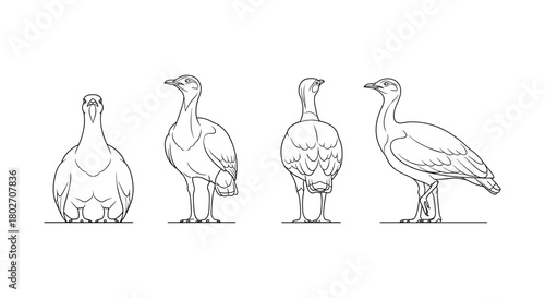 Bird outline sketch: four angles of a goose-like bird in line art style