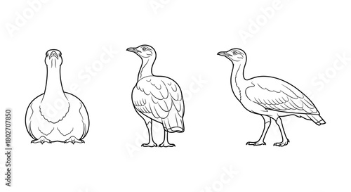 Bird line art trio: front, side, and profile views of standing bird