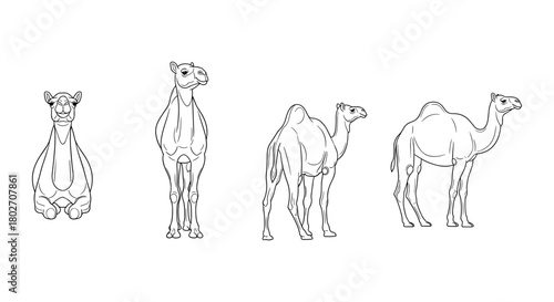 Linear camel illustrations: diverse poses of camels in minimalist style