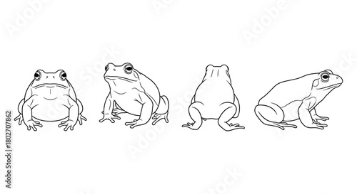 Detailed linear frog sketch from multiple angles for artistic and educational use
