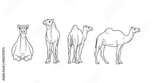 Camel line art collection: front, side, and rear views for desert illustrations