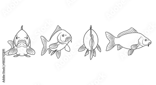 Carp fish outline sketches in multiple angles for design projects