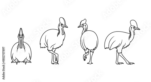 Cassowary bird outlines: front and side views in black and white