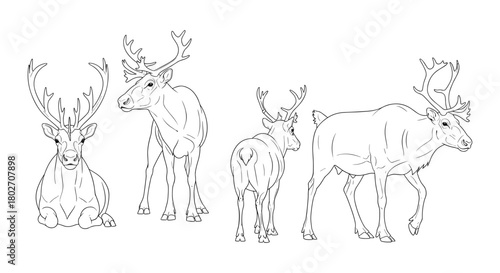 Deer line art set featuring majestic poses in detailed wildlife style
