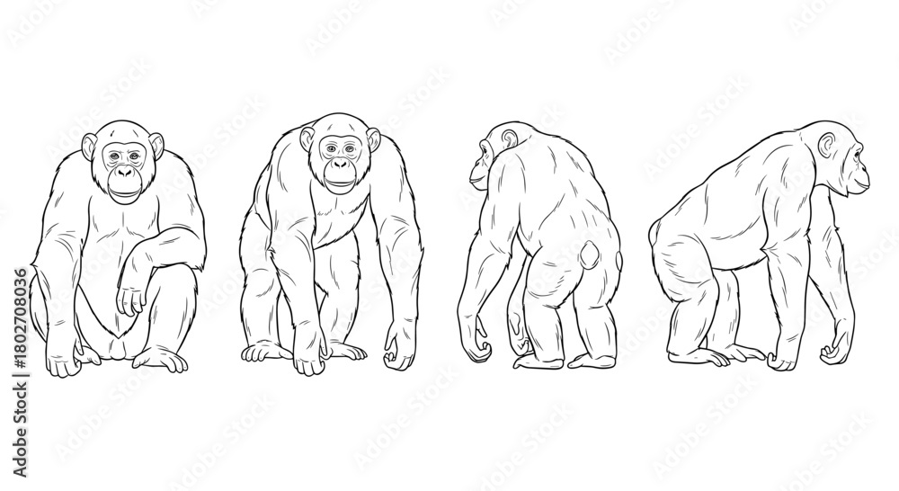 Obraz premium Chimpanzee line art in multiple poses on white background