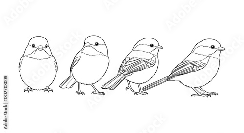 Bird silhouette outline art: minimalist line drawing of four small birds in various poses