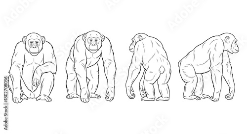 Chimpanzee line art in multiple poses on white background