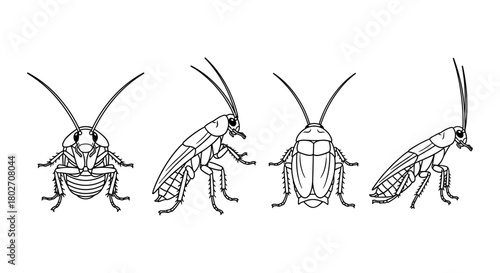 Cockroach line art: detailed insect illustrations in various poses