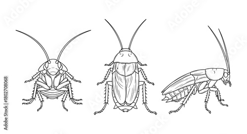 Detailed line art cockroach collection: front and side views