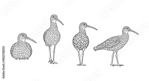 Hand drawn curlew bird outlines showcasing detailed feathers and unique stances
