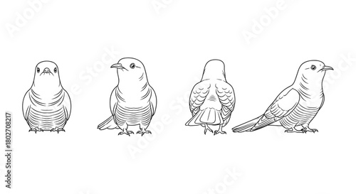 Bird line art: four perspectives of stylized avian design in monochrome