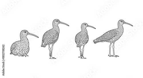 Curlew bird life cycle: detailed evolution from egg to adult in linear style