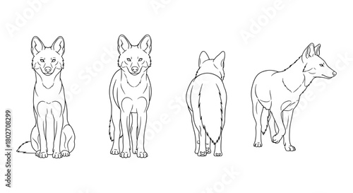Dog line art: front, back, side view of sitting and standing canine