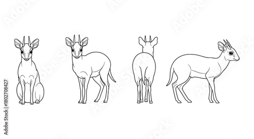 Linear antelope sketch set: front, back, side view of sitatunga