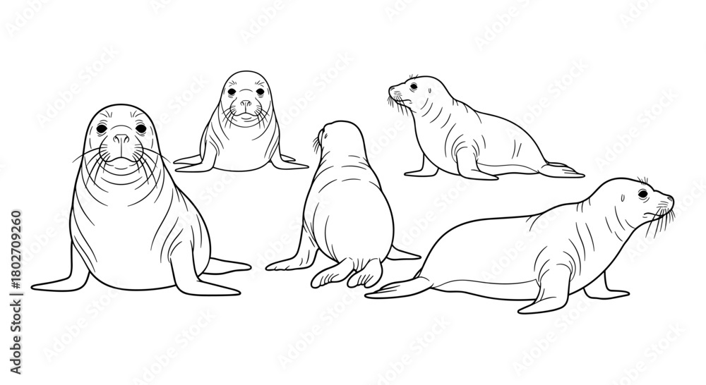 Obraz premium Seal line art illustration collection in various poses for design