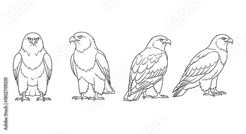 Eagle line art: detailed bird illustrations in multiple poses