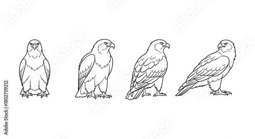 Eagle outline collection showing different angles and poses