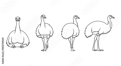 Emu outline drawing set: various poses in line art style