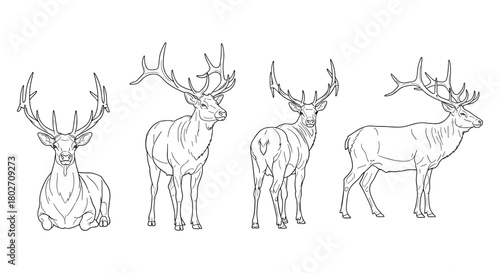 Deer line art set featuring detailed antlered animals in different poses