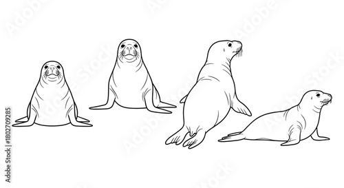 Seal silhouette collection in linear style