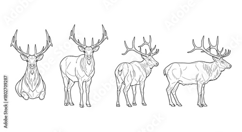 Elegant deer line art collection: four detailed illustrations of majestic stags in different poses