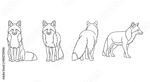 Black and white fox line art: front, back, and side views