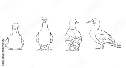 Blue footed booby linear sketch: four angles of a coastal bird