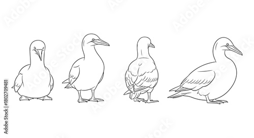 Line art of gannet bird poses and anatomical detail