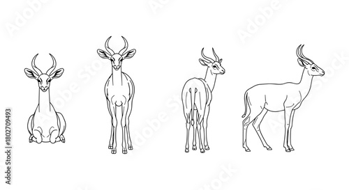Outline of gazelles in various poses on a white background